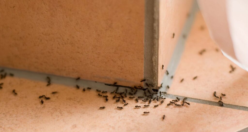 Disinfestazione formiche arezzo