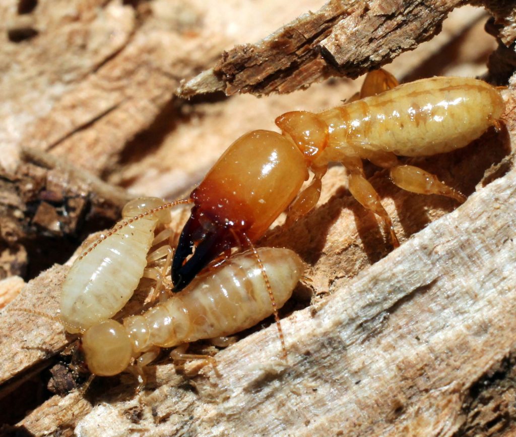 Disinfestazione termiti arezzo